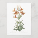 Recherche de lilium cartes postales Lièvre
