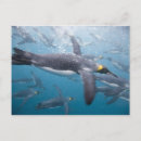Search for antarctica postcards Aquatic