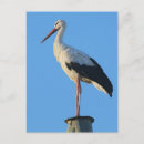 Search for storks postcards Wildlife