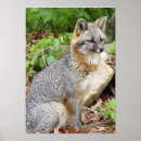 Recherche de brouillé posters Faune