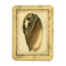 Recherche de coquillage magnets Coquillage de conque
