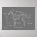 Recherche de squelette cheval posters Anatomie