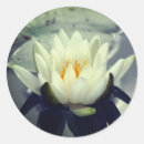 Search for white lotus flower stickers Blossom