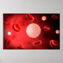 Recherche de système immunitaire posters Cellules érythroïdes