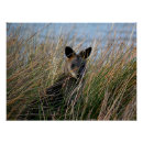 Search for marsupials posters Wallaby