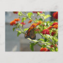 Recherche de buisson papillon cartes postales Nature