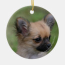 Search for long haired chihuahua ornaments Headshot