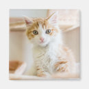 Recherche de refuge maison deco Mignon