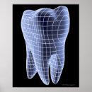 Search for tooth posters Human body part