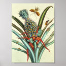 Recherche de maria sibylla merian posters Insectes