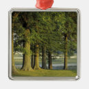 Search for kentucky ornaments Nature