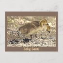 Search for make babies postcards Baby animals