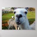 Search for llama posters farm
