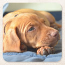 Recherche de pattes chiot de dessous de verres Chien