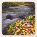 Search for abundant coasters Bloom