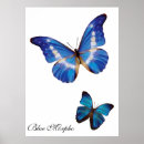 Search for blue morpho butterfly posters Nature