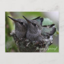 Recherche de colibris mignons cartes postales Nature