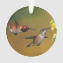 Search for ornithology ornaments Hummingbird