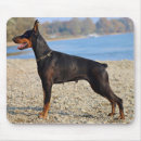 Search for doberman pinscher electronics Animals