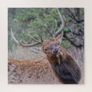 Recherche de elk puzzles Cervus canadensis