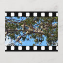 Recherche de oiseau perroquet cartes postales Faune