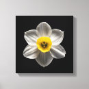 Search for daffodil canvas prints Bouquet