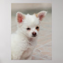 Recherche de fourrure posters Chiot