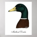 Search for mallards posters Waterfowl
