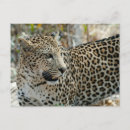 Recherche de jaguar sauvage cartes postales Gros chat