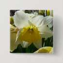 Search for spring daffodils buttons Nature
