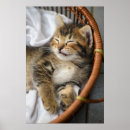 Search for cute baby animals posters Cat