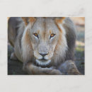 Search for male lion postcards Close up