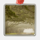 Search for georgia for ornaments Tree