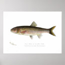 Recherche de chabot Poissons