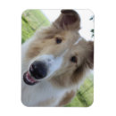 Search for rough collie magnets Herding