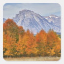 Search for aspen trees stickers Foliage