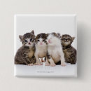 Search for veterinarian buttons Cat