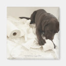 Search for white chocolate magnets Brown