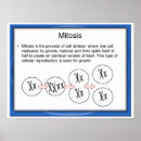 Recherche de mitose posters Éducation