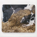 Recherche de veau vache tapis souris Bétail