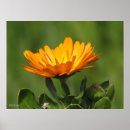 Search for marigold posters Green