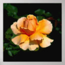 Search for hybrid tea rose posters Flowers
