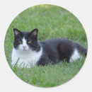 Search for black tuxedo cat stickers Black and white