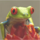 Search for frog lover electronics Animal