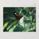 Search for postman postcards Nature