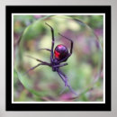 Recherche de araignée veuve noire posters Nature