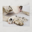 Recherche de harlequin cartes postales Animal