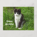 Recherche de black cat birthday cards Félin