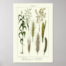 Recherche de orge posters Seigle