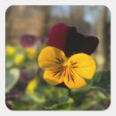 Search for pansy stickers Yellow
